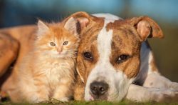 Amstaffs are very quick-witted and easy to train. The best results can be achieved by visiting s ...