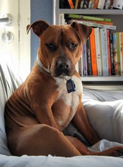 You don’t need to raise a monster from American Staffordshire Terrier. It won’t do y ...