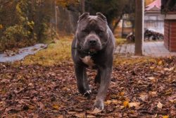 Starting from the puppyhood of the American Staffordshire Terrier, you must systematically and t ...