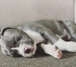Trim your dog’s nails monthly. Amstaffs are not very fond of doing “manicure”, ...