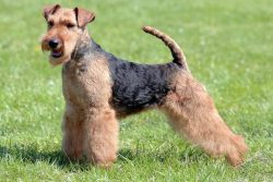 Welsh terriers are a burrowing breed of hunting dogs, that is, intended for catching foxes, ferr ...