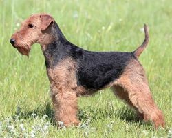 Sometimes they are called Welsh Terriers, but the full name of the breed is longer: “Welsh ...