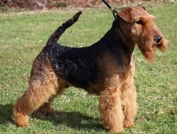 Welsh terriers are very popular due to their character. 