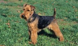 A feature of such terriers is the ability to make you treat them with respect. 