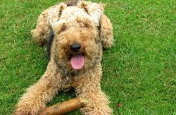 The energetic and playful swim and dig lovers love outdoor activities.