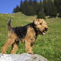 Welsh Terriers are loving and loyal. They are energetic, curious, and playful. 