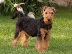 In general, these terriers are endowed with excellent qualities, but there are also aggressive i ...