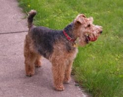 Characteristics of the Welsh Terrier breed include their love of swimming and digging. 