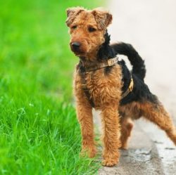 Dogs of the Welsh Terrier breed are great for both an apartment and a private house. 