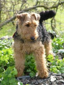 Welsh terriers belong to the elders of a large terrier family. 