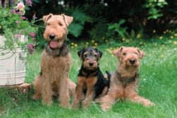 According to history, the breed was originally bred for various jobs. 