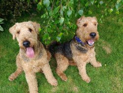 They will be happy to accompany you on a run, bike ride, or outdoor activity. 