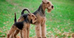 It is worth remembering that, according to the description, the Welsh Terrier breed is not at al ...