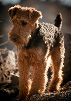 Welsh Terrier (Welsh Terrier, Welsh) is a breed of burrowing black-backed dogs that resemble min ...