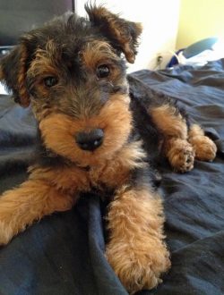 Like all wire-haired terrier breeds, the Welsh need systematic trimming and brushing. 