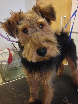 Digging any hole in the ground for the Welsh Terrier is the best entertainment, so on walks, you ...