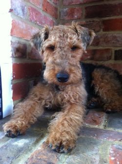 In Russia, the breed is not widespread, so you will have to spend time and effort looking for a  ...