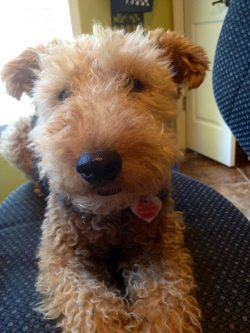 The ideal host for a welsh terrier is a hunter and lover of sports training in the bosom of nature. 
