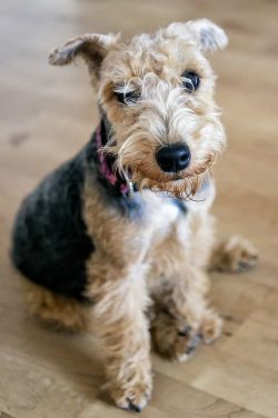 Welsh Terriers retain a lively temperament and mobility until old age, so “retirement̶ ...