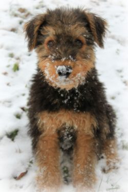 The Welsh are the official ancestors of the Wirehaired Fox Terrier tribe. 