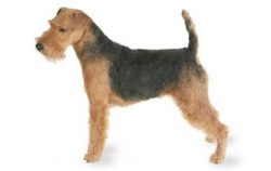 The breed was obtained by crossing a short-haired Fox with a Welsh terrier. 