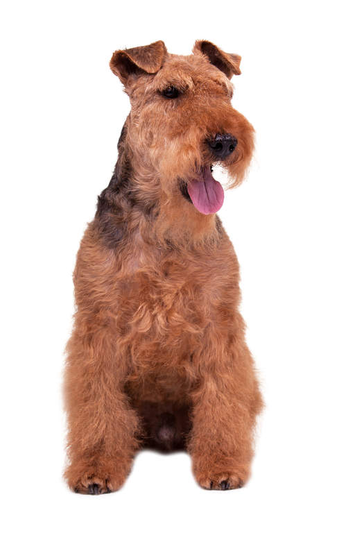 The Welsh Terrier is trainable, but in terms of diligence and diligence, it is inferior to servi ...