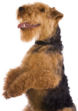 In this regard, it is highly undesirable to require a pet to follow the commands with lightning  ...