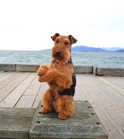 The Welsh Terrier is a temperamental extrovert, “obsessed” with hunting and outdoor games. 