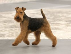 Despite the modest size of the breed, its representatives are literally charged with courage and ...