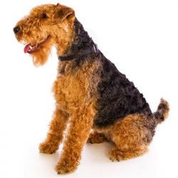The pedigree of the breed goes back to the 17th century when wire-haired black and tan terriers  ...