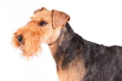 Initially, snooty, ringing dogs were bred by farmers who needed compact animals that combined th ...