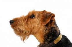Subsequently, from the Welsh dogs “spun off” several new breed lines, including the  ...