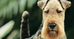 Over time, the genus of the Old English Black and Tan Terrier died out, giving way to more tenac ...