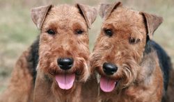 The descendants of the Welsh rat-catchers came to Russia after the Great Patriotic War, but they ...