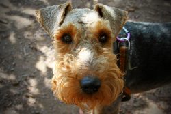 As a result, the shaggy “emigrants” lived ordinary, unremarkable lives of pets, who did not leav ...