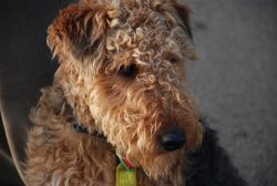 Really breeding welsh terriers in the USSR began in the 70s, when breeding individuals were brou ...