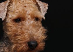 Fortunately, already in the 80s, the problem was solved by importing pedigree Welsh terriers fro ...