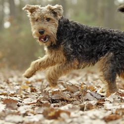 In fact, the only common ancestor among the breeds is the Old English Black and Tan Terrier.