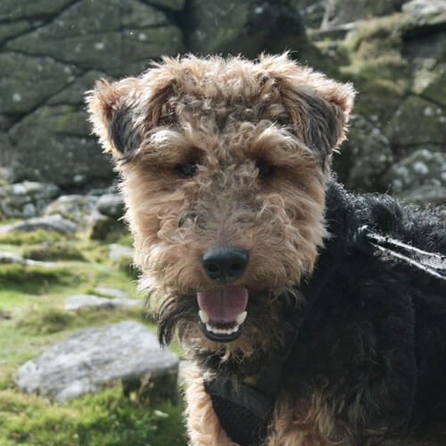 In particular, the welsh terrier has always been “sharpened” for burrowing hunting,  ...