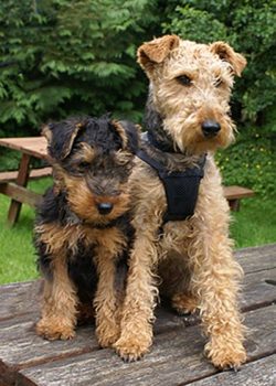Welsh terriers have a flattened, moderately wide skull, a harmoniously developed, but not excess ...