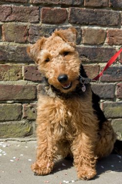 Welsh terriers are characterized by small almond-shaped eyes with no obvious bulge or roundness. 