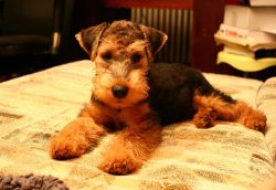 The welsh have elegant, high-set ears: medium-sized, regular V-shaped, close to the temples. 