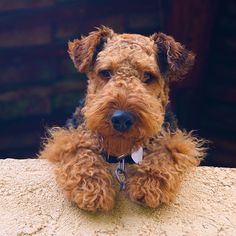 The neck of the Welsh Terrier has a slight graceful curve and flows smoothly into the shoulders. ...