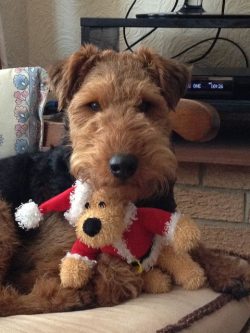 The Welsh Terrier is a compact dog. The back of the animal is short, with a strong loin; the che ...