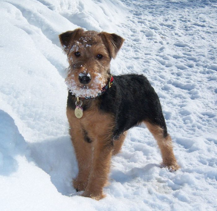 The shoulder blades of the dog are long, strongly laid back; The pasterns are strong and straigh ...
