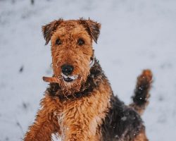 The hind legs look massive due to the muscular elongated thighs, while the paws have a miniature ...