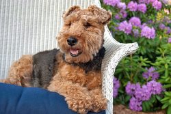 Historically, welsh, like all burrowing terriers, had their tail docked. 