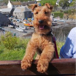 The Welsh Terrier may be black and tan or must have a black grizzly and tan coat. 