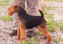 The ban on exhibiting in the ring applies to welsh terriers with cryptorchidism, depigmented lob ...