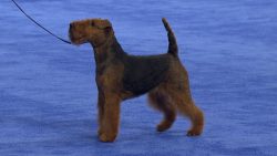 Welsh is perhaps one of the most “terrier” representatives of his own group. 